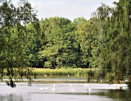 Teich mit Schwänen in der Oberlausitzer Heide- und Teichlandschaft